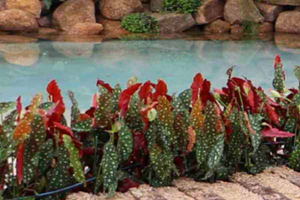 Begonia Maculata