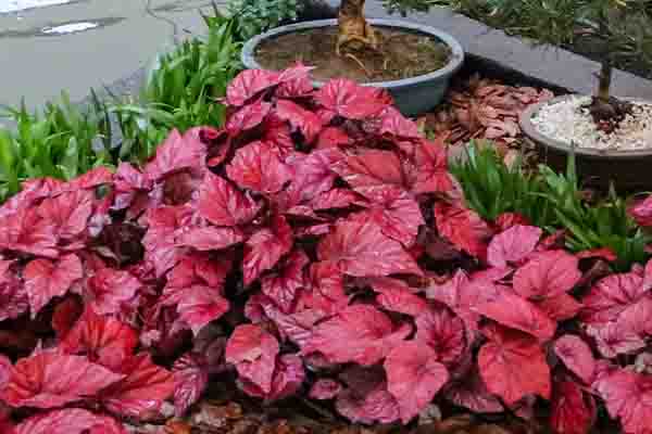 Begonia beleaf vermelha