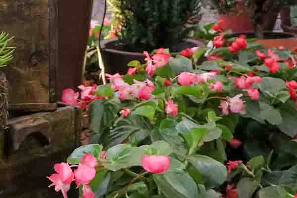 Begonia Viking vermelha
