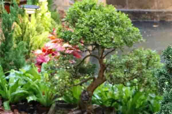 Bonsai