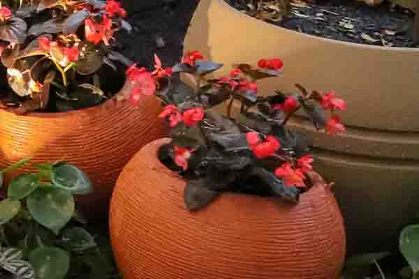 Begonia Viking choco red