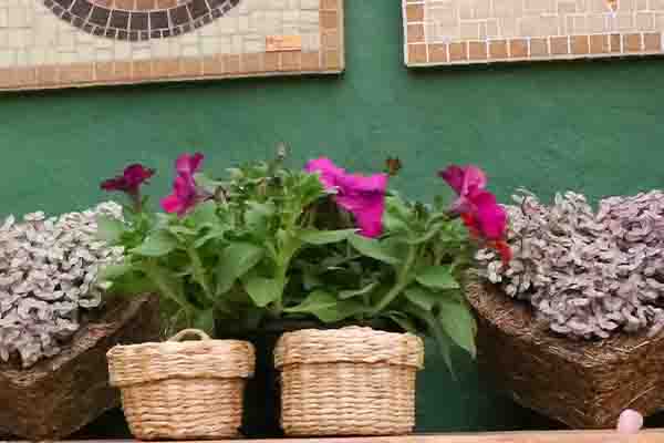 Petunias