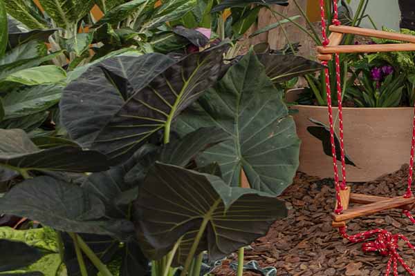 Nome da Planta