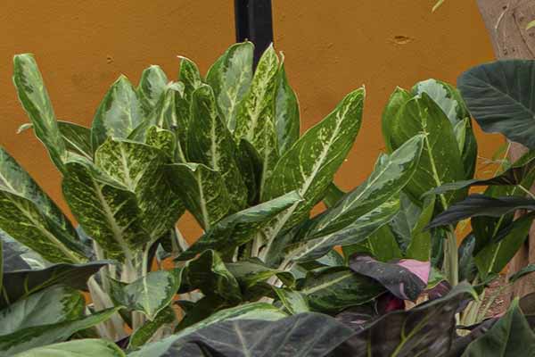 Nome da Planta