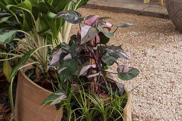 Nome da Planta