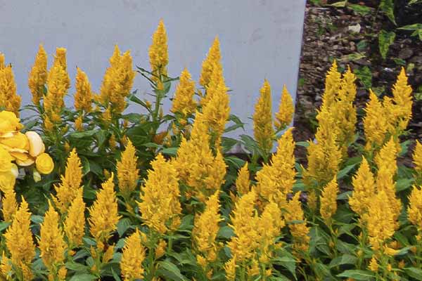 Celosia