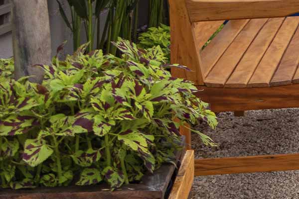 Coleus