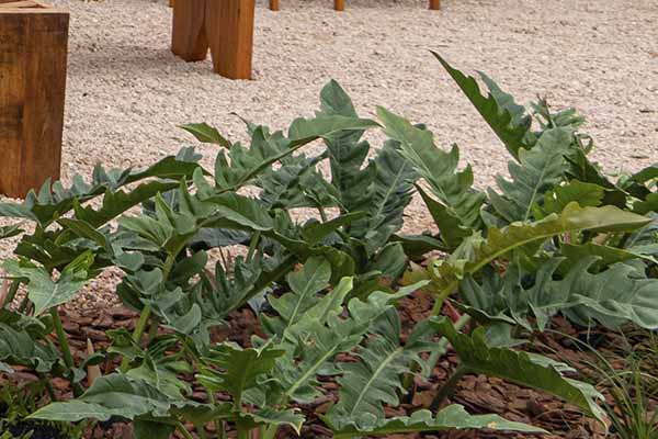 Philodendron ‘Narrow Escape’