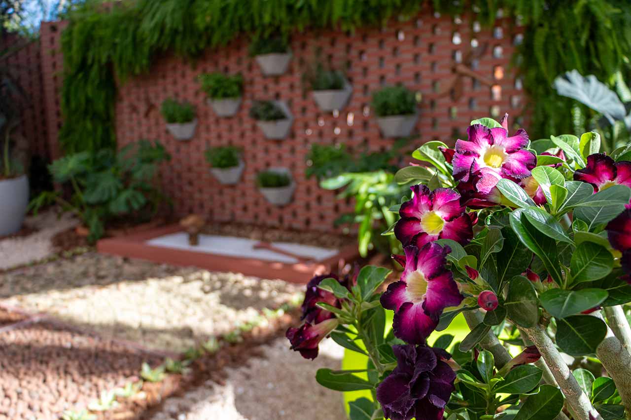 Rosa do Deserto