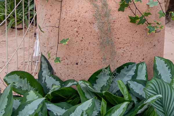 Aglaonema