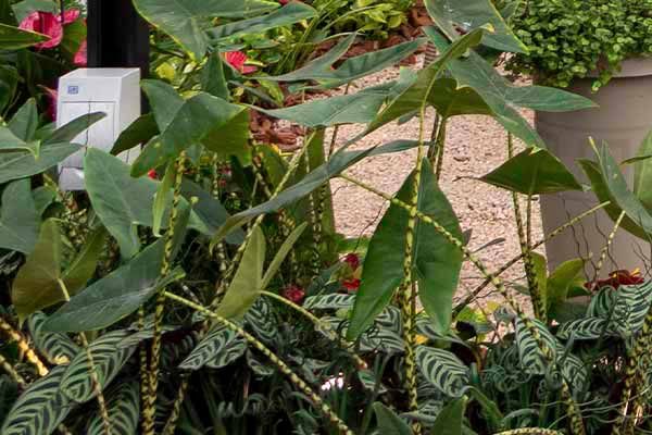 Alocasia Zebrina