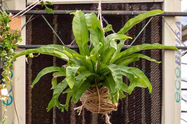 Kokedama Samambaia Asplenio