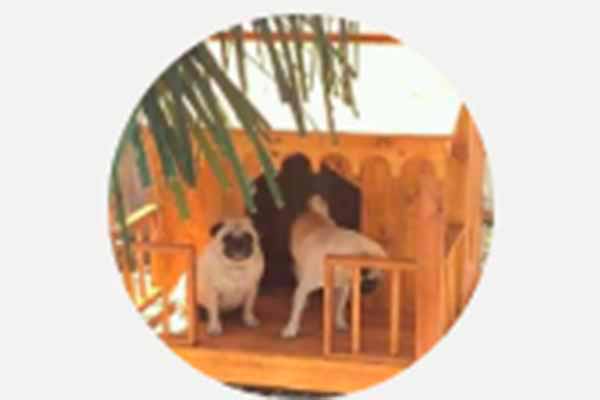 SHOW CASINHA PET