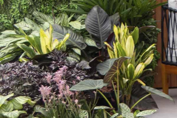 Nome da Planta