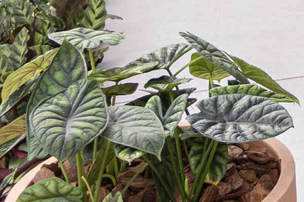 Nome da Planta