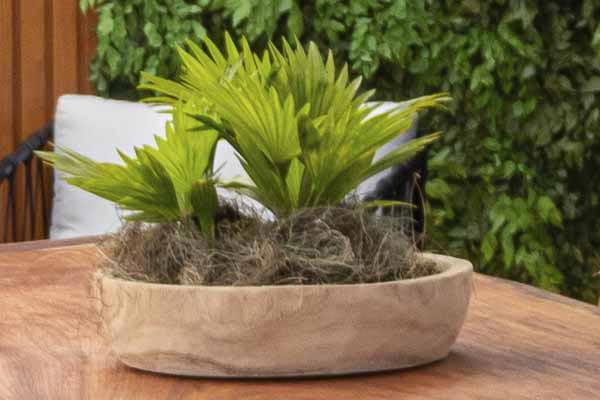 Nome da Planta