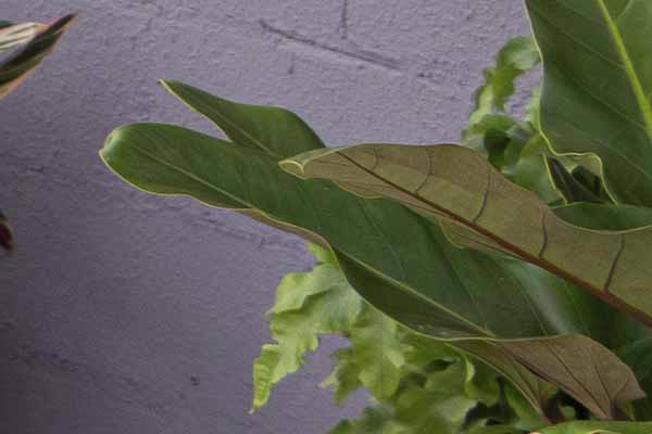 Nome da Planta