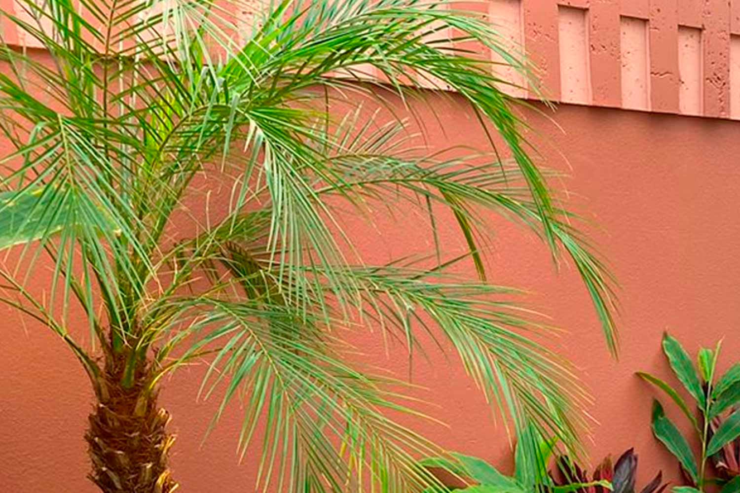 Palmeira Fenix