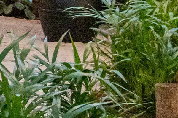 Areca Bambu