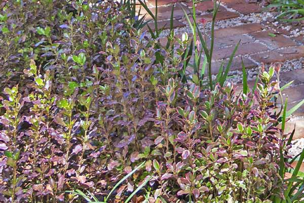 Flores e Plantas