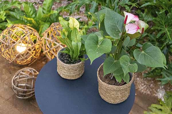 Cachepots em cestos e luminárias rústicas