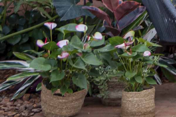 ANTHURIUM PRINCE AMALIA ELEGANCE