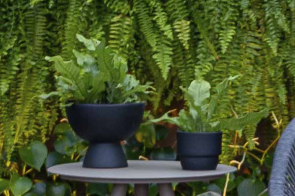 ASPLENIUM CROCODILO