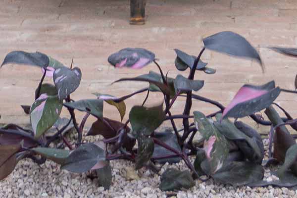 FILODENDRO PINK PRINCESS