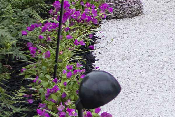 Bougainville rosa