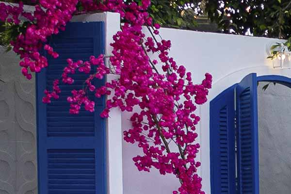 Bougainville desidratada