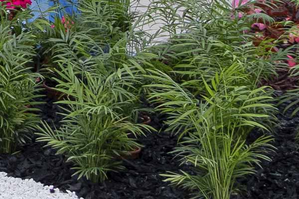 Areca