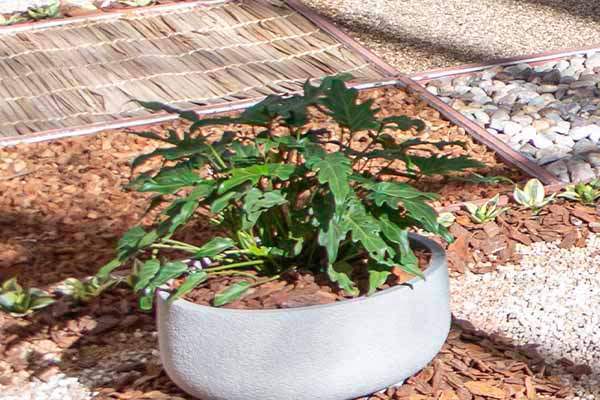 Philodendron Xanadu