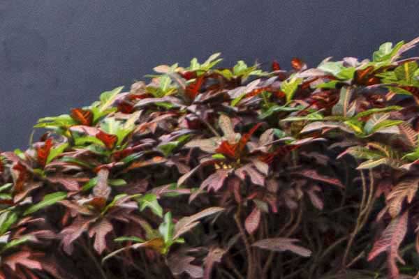 Croton