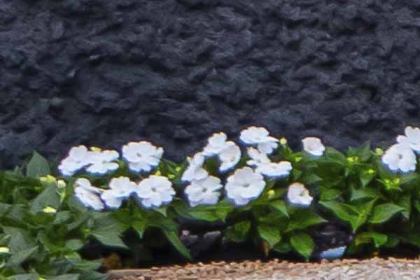 Sunpatiens