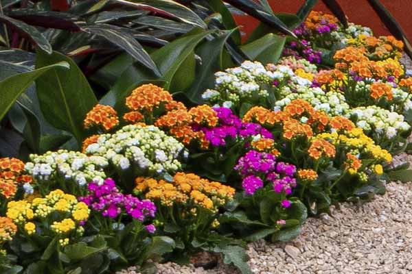 Kalanchoe