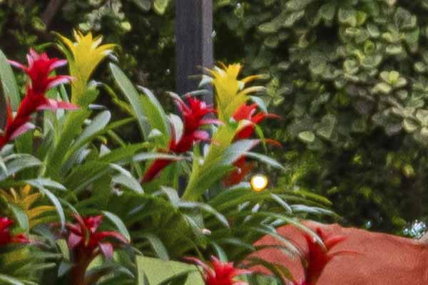 Bromélia Guzmania