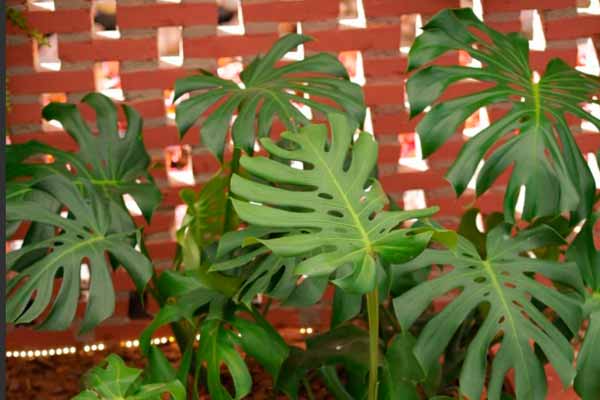 Monstera Deliciosa