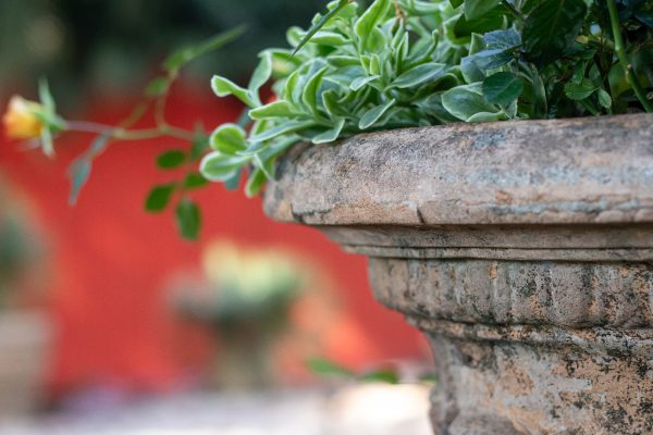 Planta