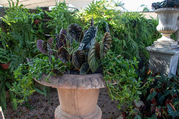 Planta
