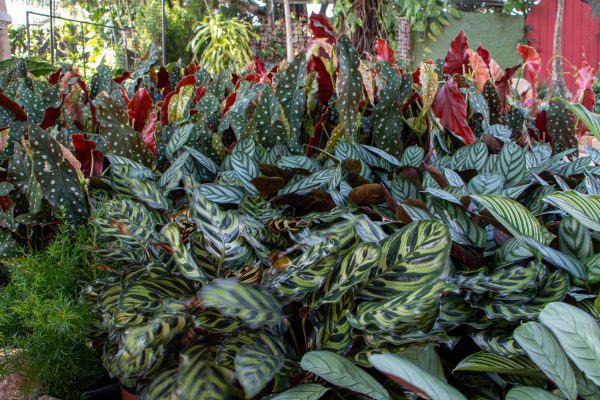 Planta