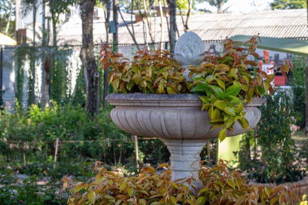 Planta