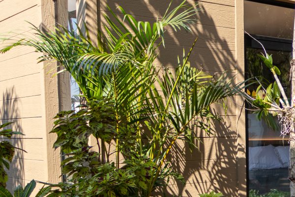 Palmeira Areca