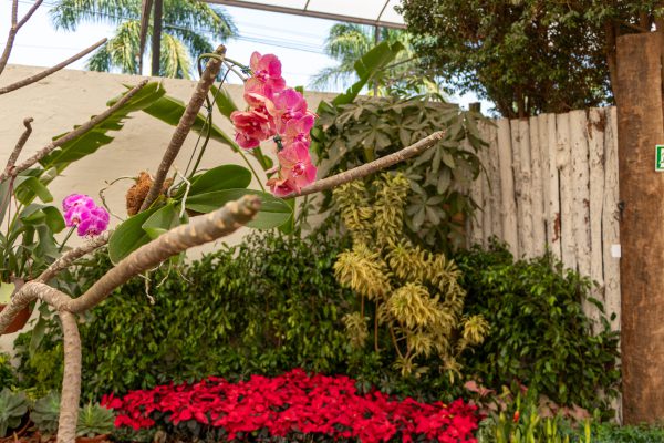 Orquídeas
