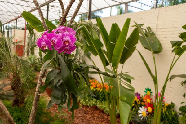 Orquídeas