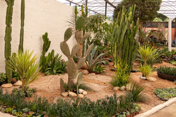 Flores e Plantas