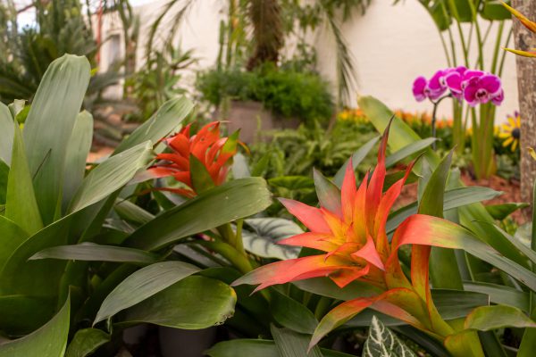 Flores e Plantas