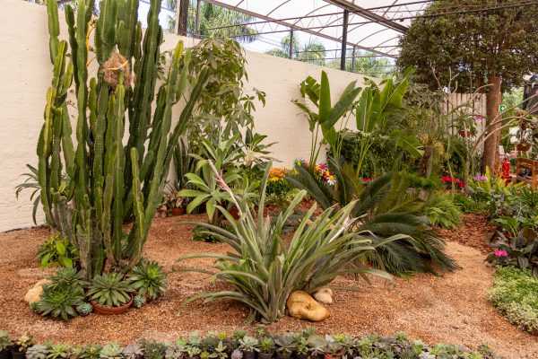 Flores e Plantas