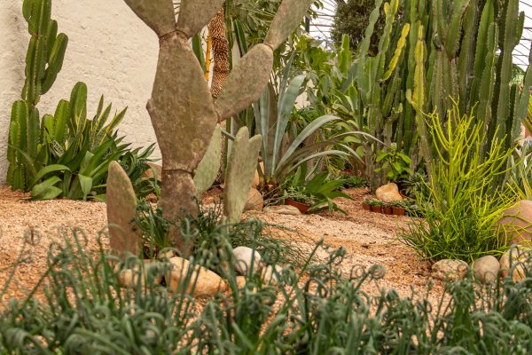 Flores e Plantas