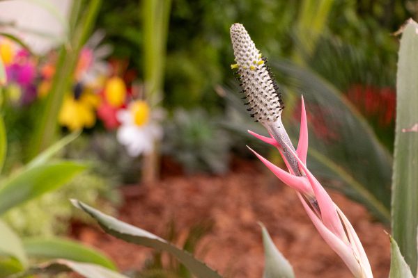 Flores e Plantas
