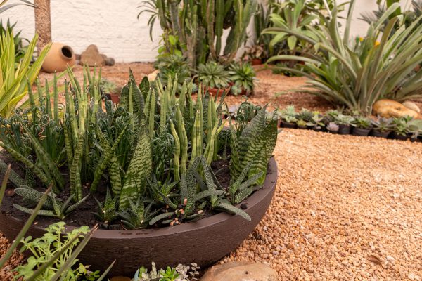 Flores e Plantas